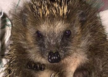 igel