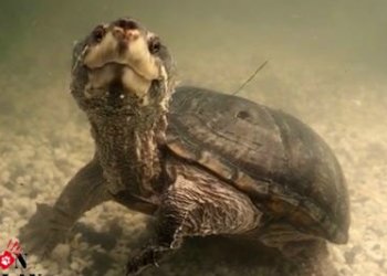 schildkröte