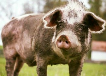 schwein